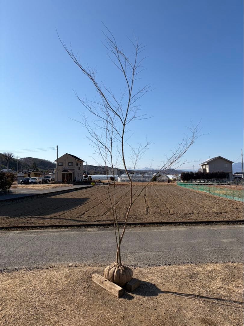 山採り イロハモミジ 自然樹形