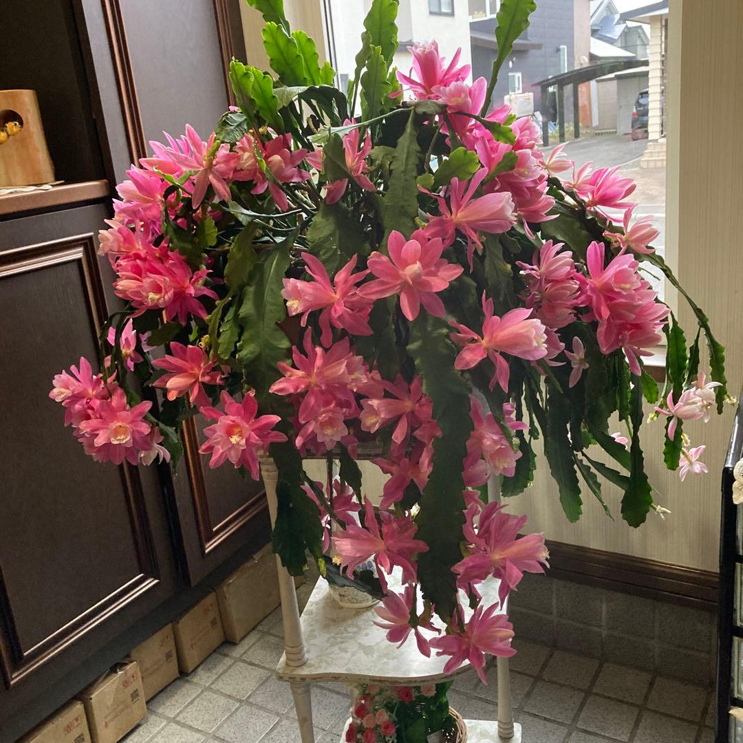 孔雀サボテン港まつり