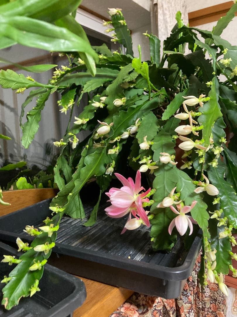 孔雀サボテン港まつり