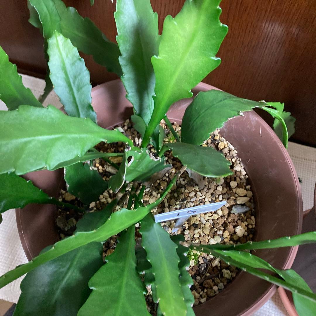 孔雀サボテン港まつり