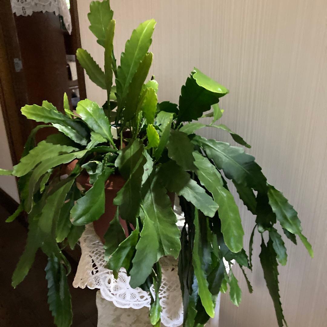 孔雀サボテン港まつり