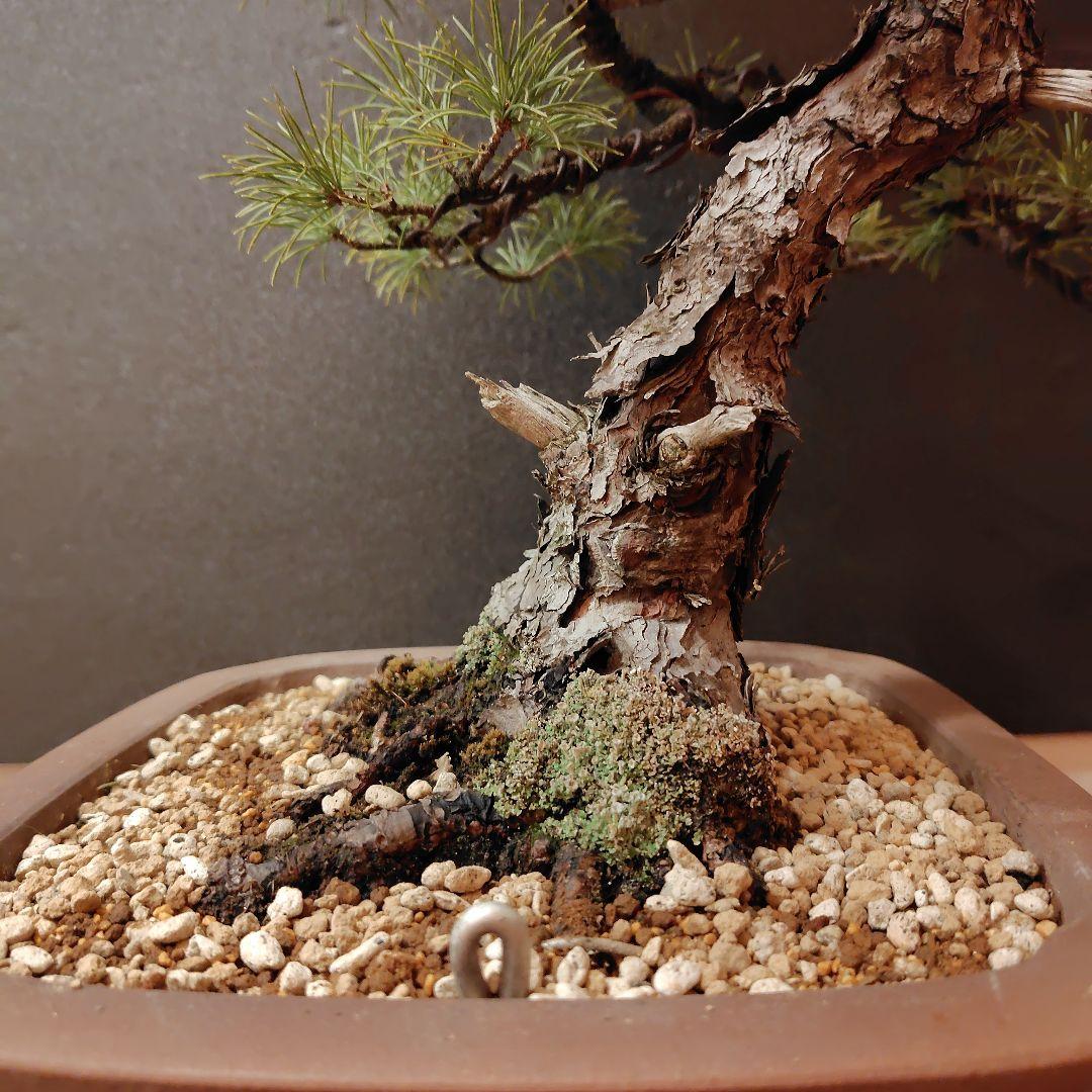 四国五葉松盆栽！