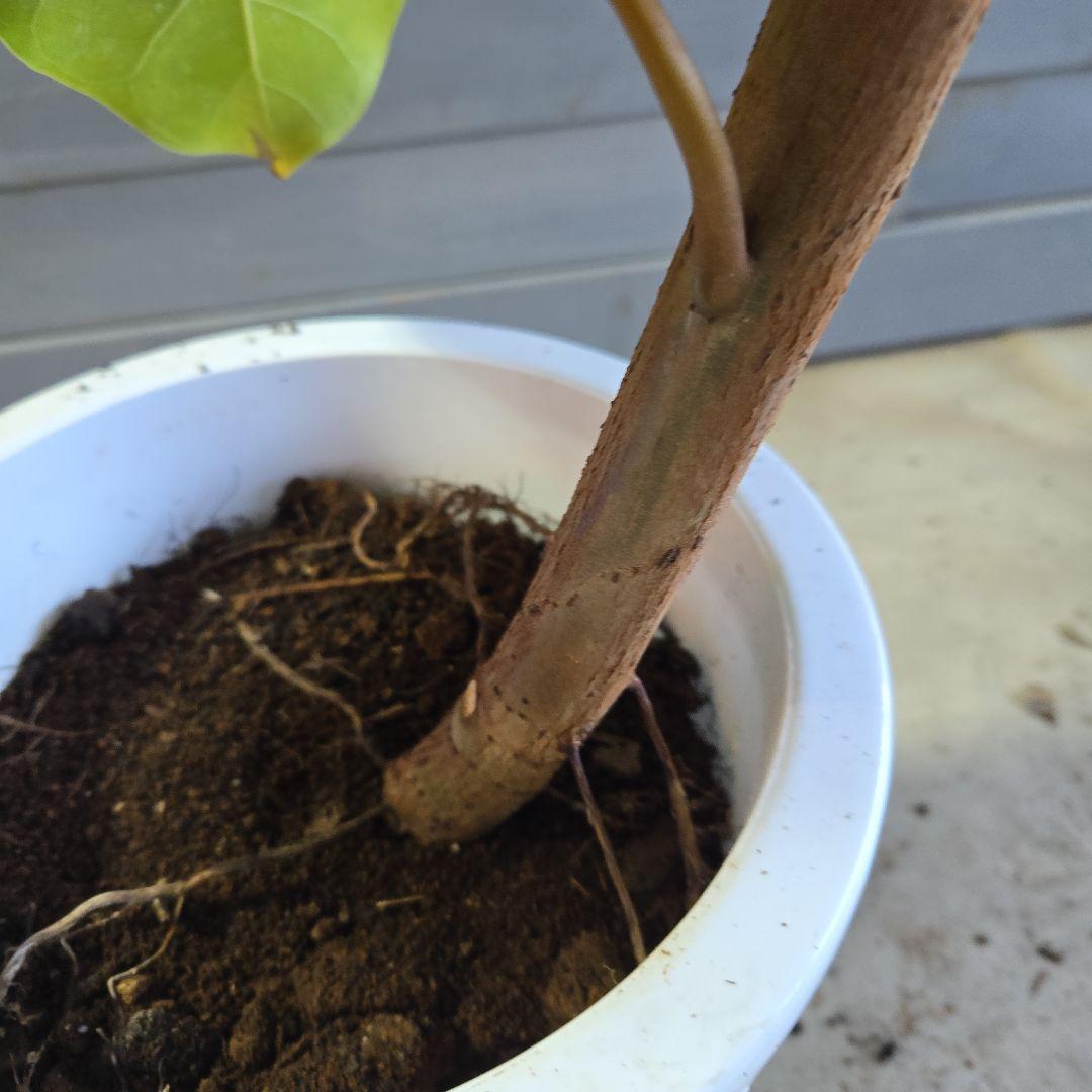 ③　フィカス　アフリカンプリンセス　曲がり仕立て８号最高等級極上品‼️　希少品種