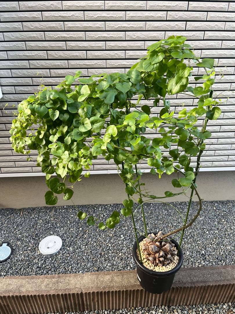 亀甲竜　長谷川園芸