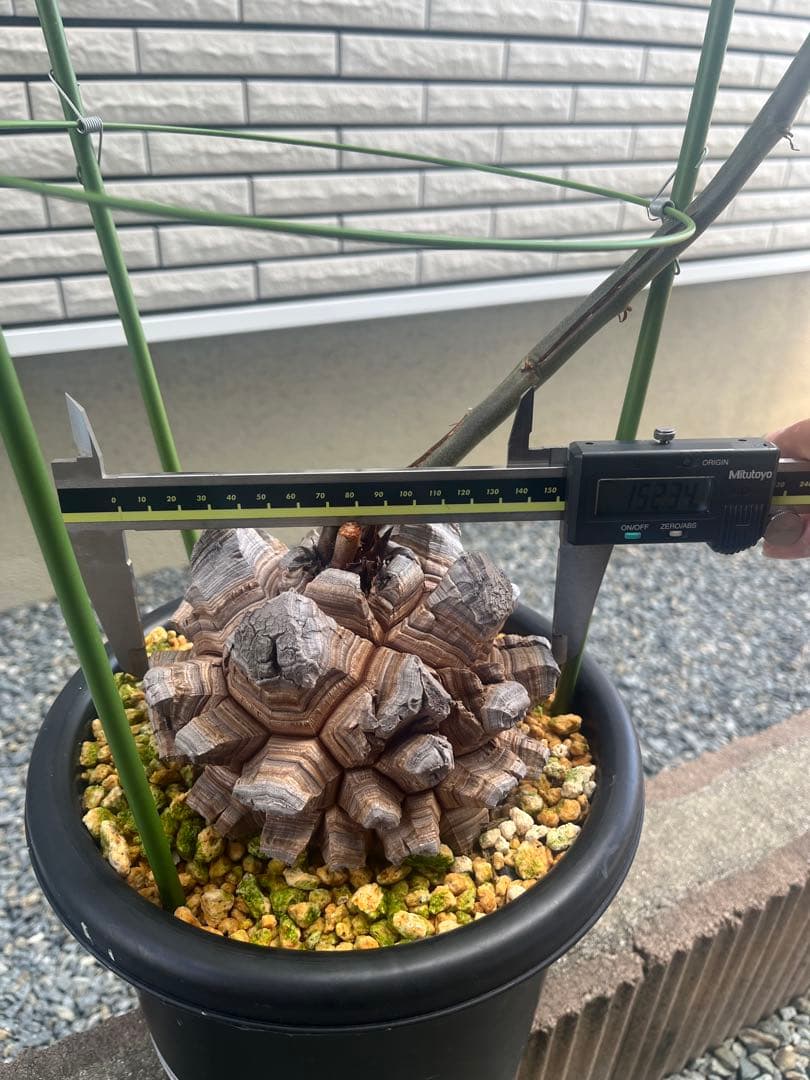 亀甲竜　長谷川園芸