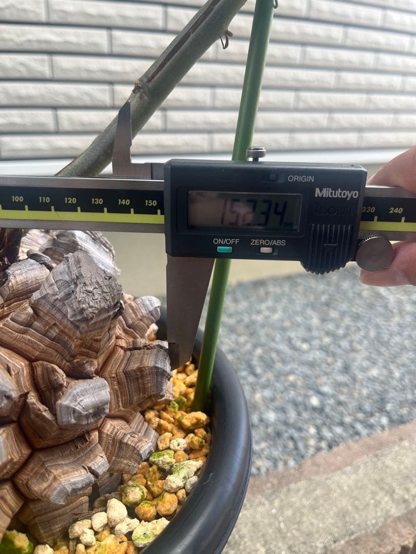 亀甲竜　長谷川園芸