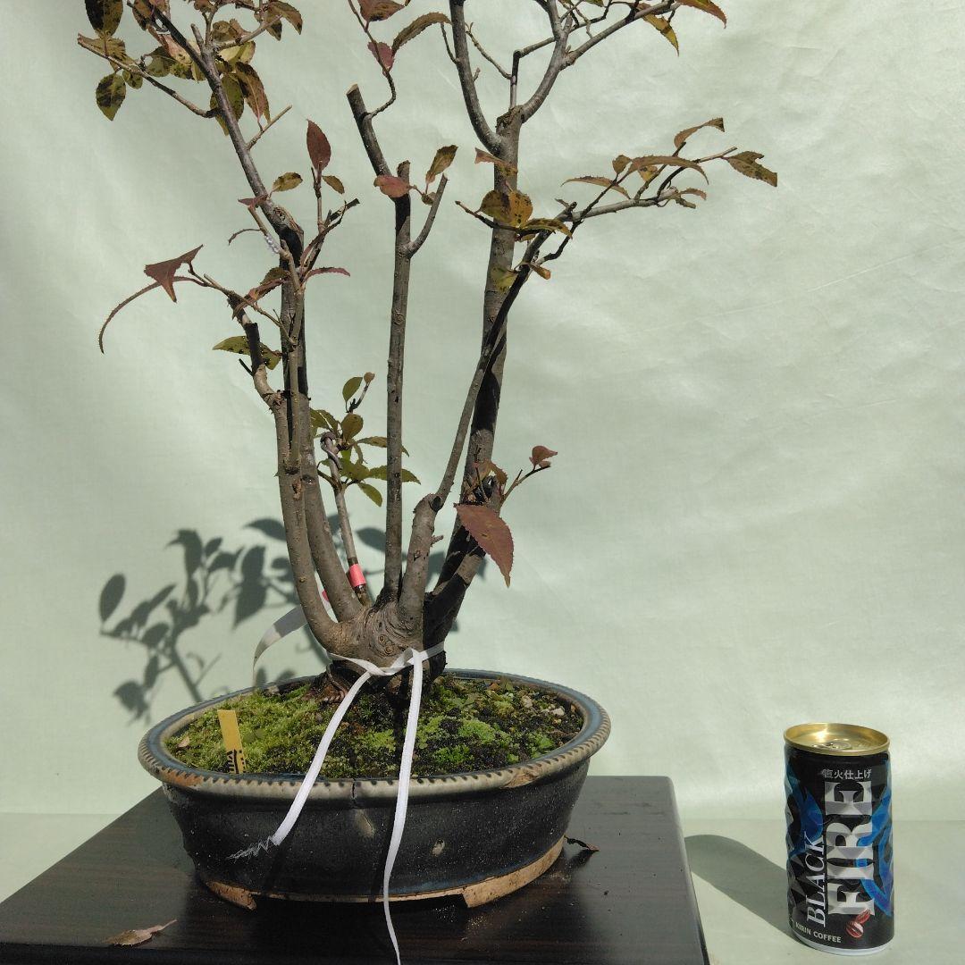 ウメモドキ盆栽です。7幹仕立て