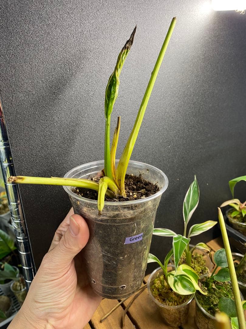 タッカ シャントリエリ/Tacca chantrieri【緑/黒】