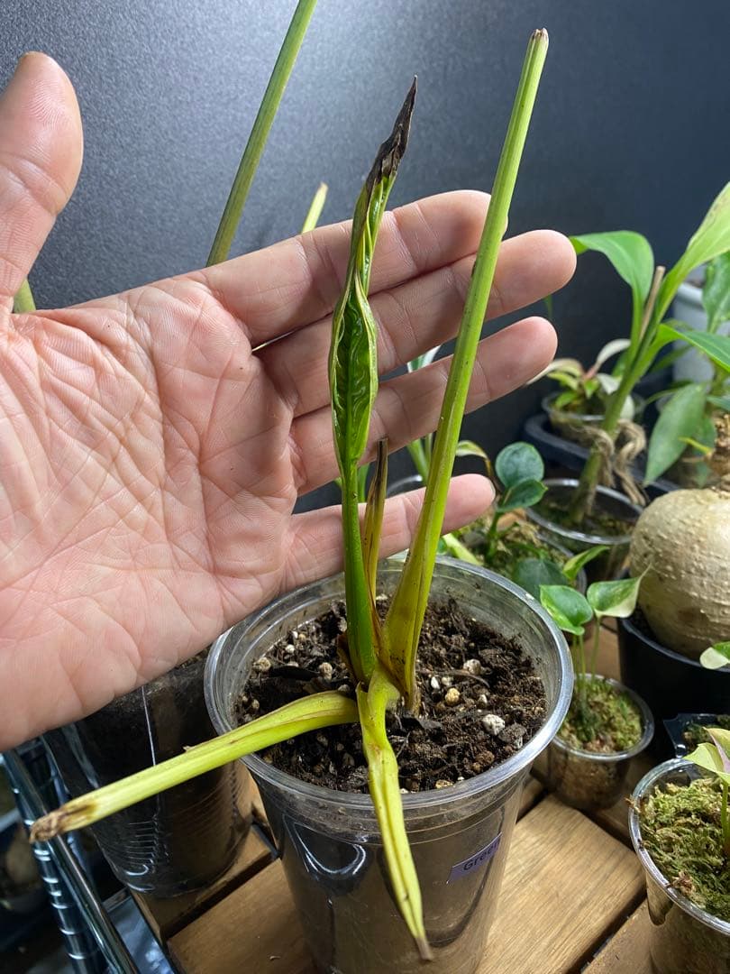 タッカ シャントリエリ/Tacca chantrieri【緑/黒】