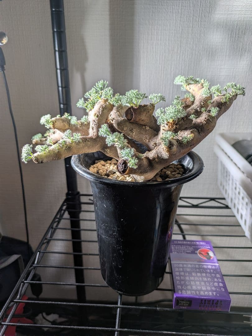 【新春セール！1/7まで 最終値下げ】モンソニア ムルチフィダ ムルチフィズム