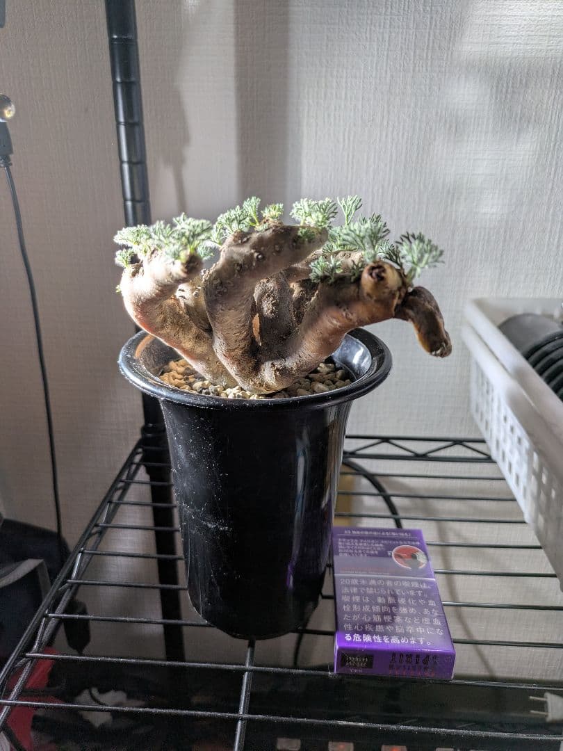 【新春セール！1/7まで 最終値下げ】モンソニア ムルチフィダ ムルチフィズム