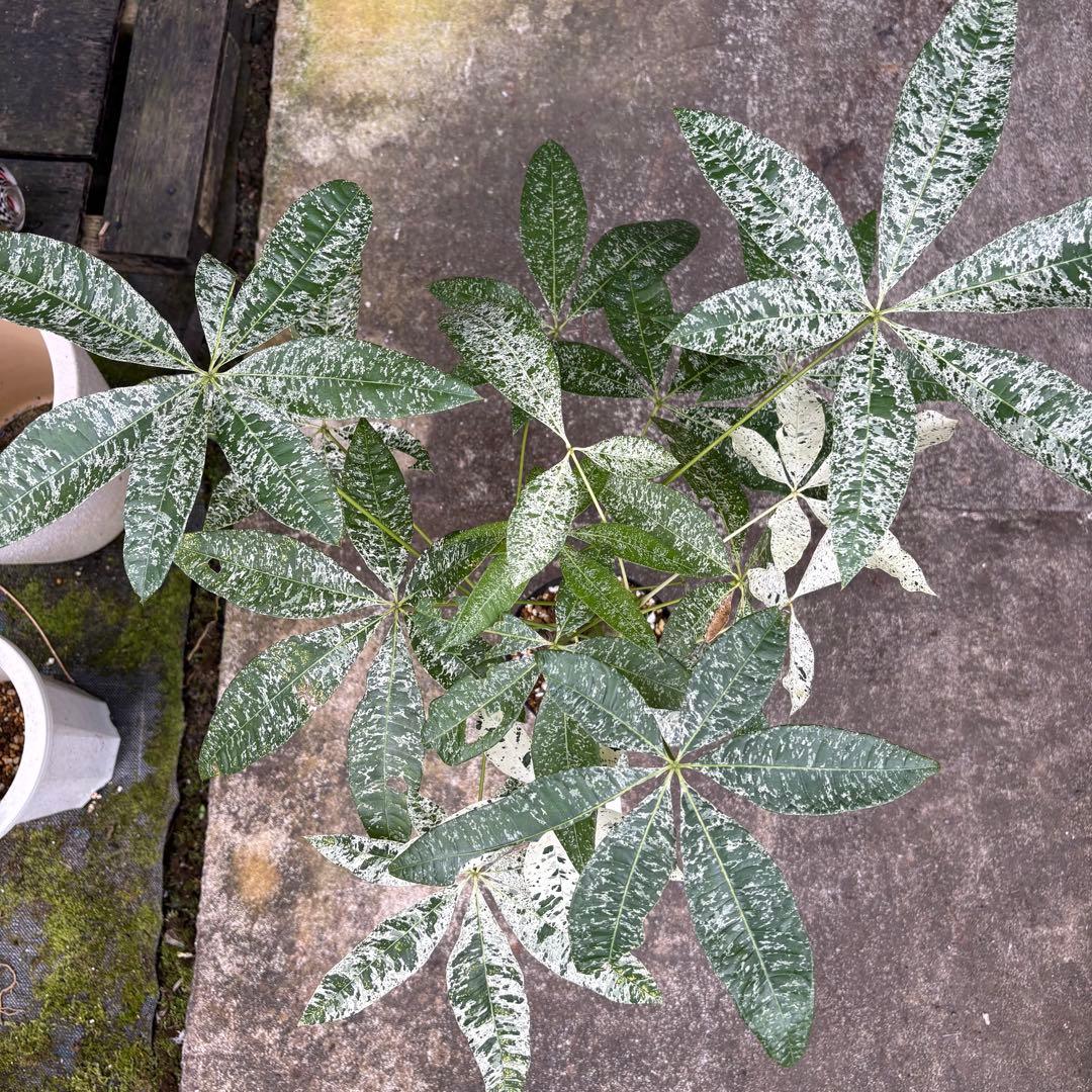 パキラ ミルキーウェイ 四箇所接木仕立て｜約65cm｜5号鉢｜無機質用土