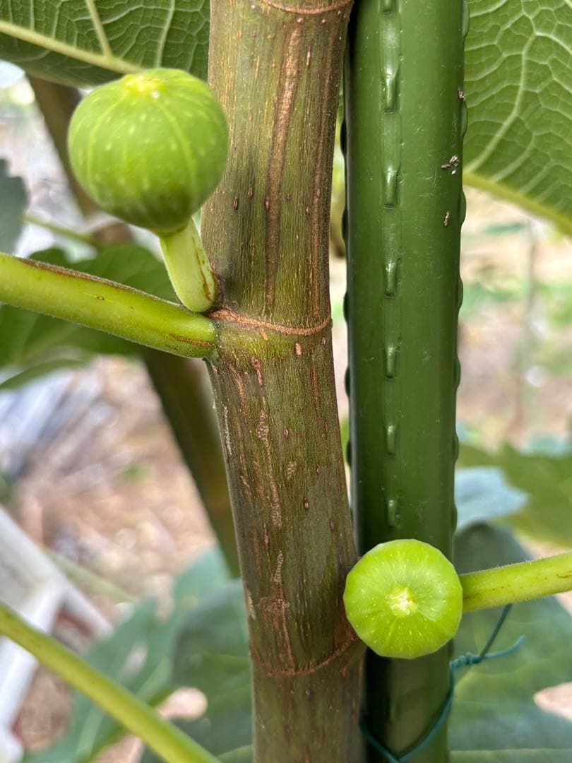 激ヤバ変態いらっしゃい　Campaniere Mutant　イチジク 穂木　　苗