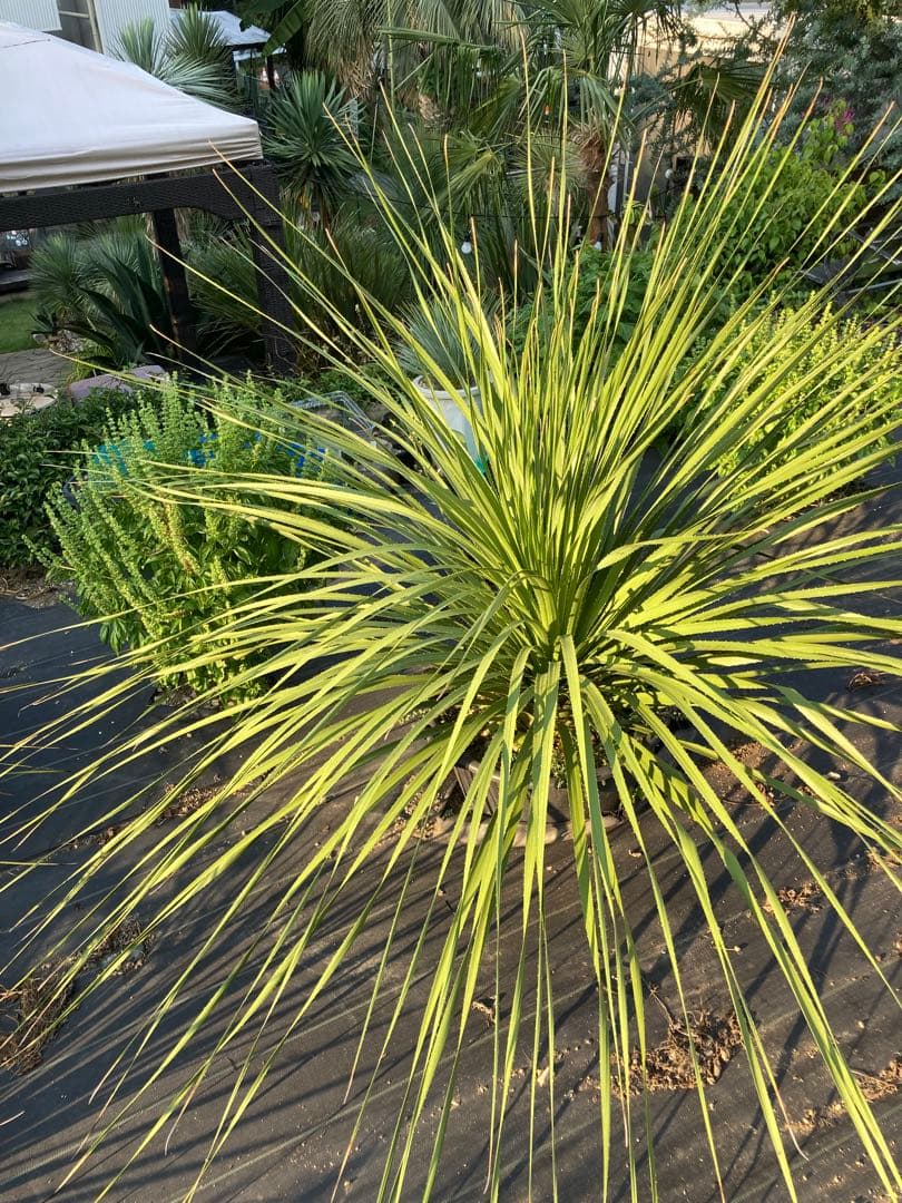 極耐寒性ダシリリオン超大株テキサナム◇南国ドライガーデン島アガベ ユッカ　ヤシ