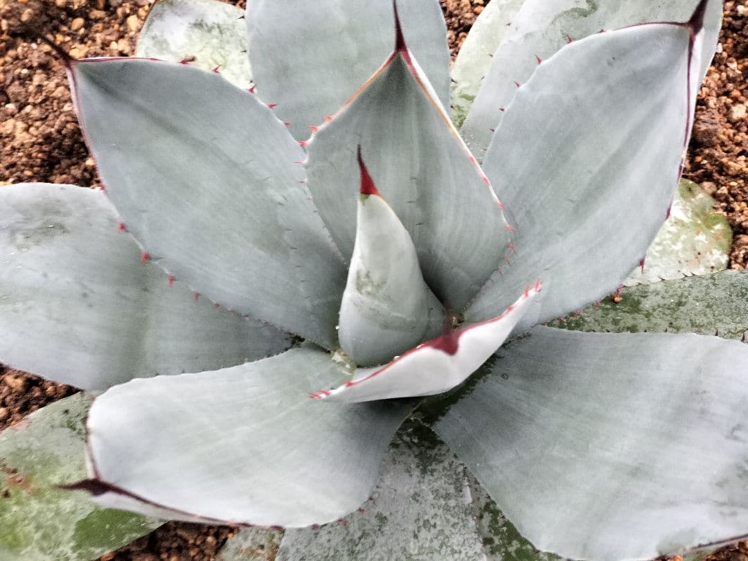 【US美株】パリートランカータ 約50cm アガベ