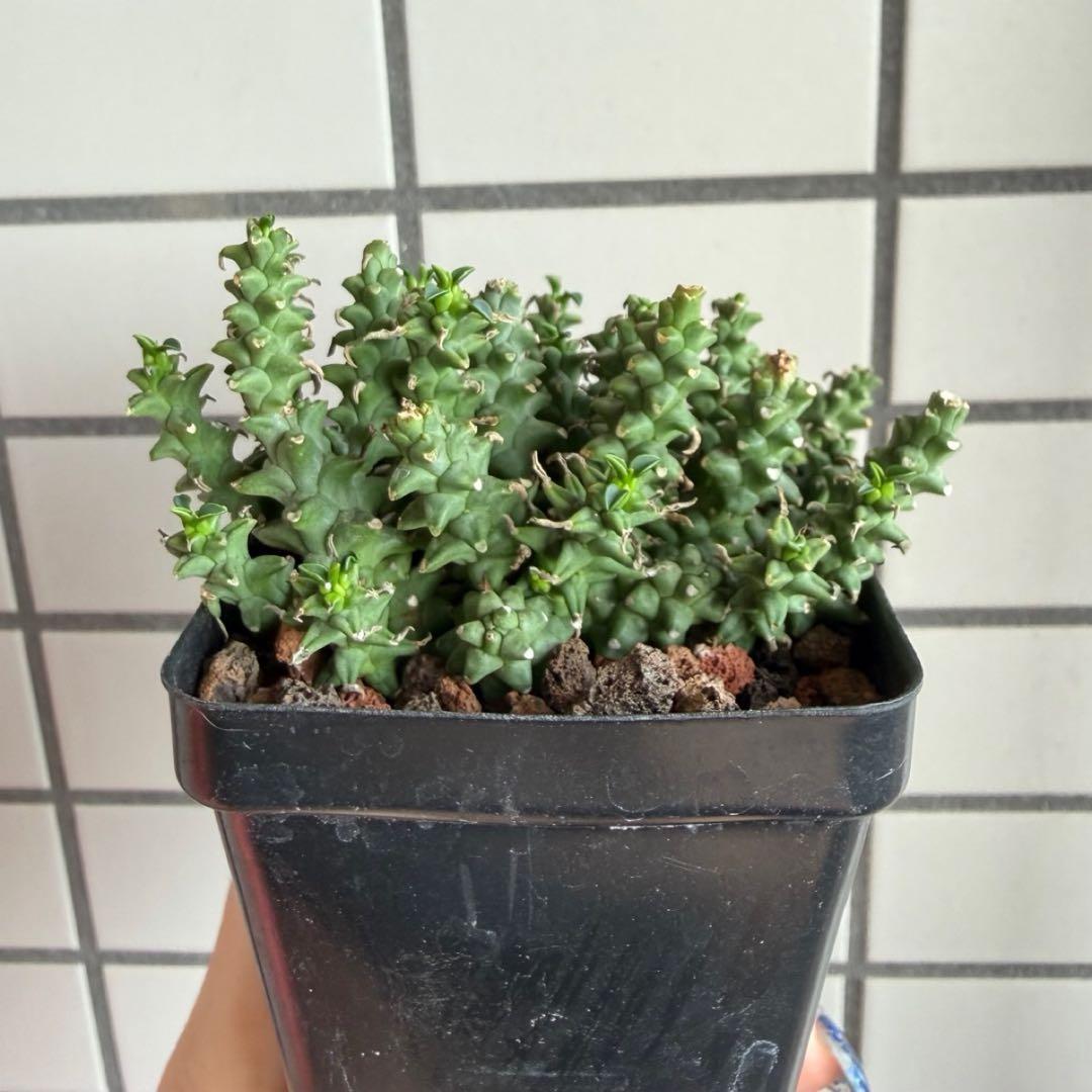 珍種タコモノ ユーフォルビア プラニセプス 実生6.5cm鉢