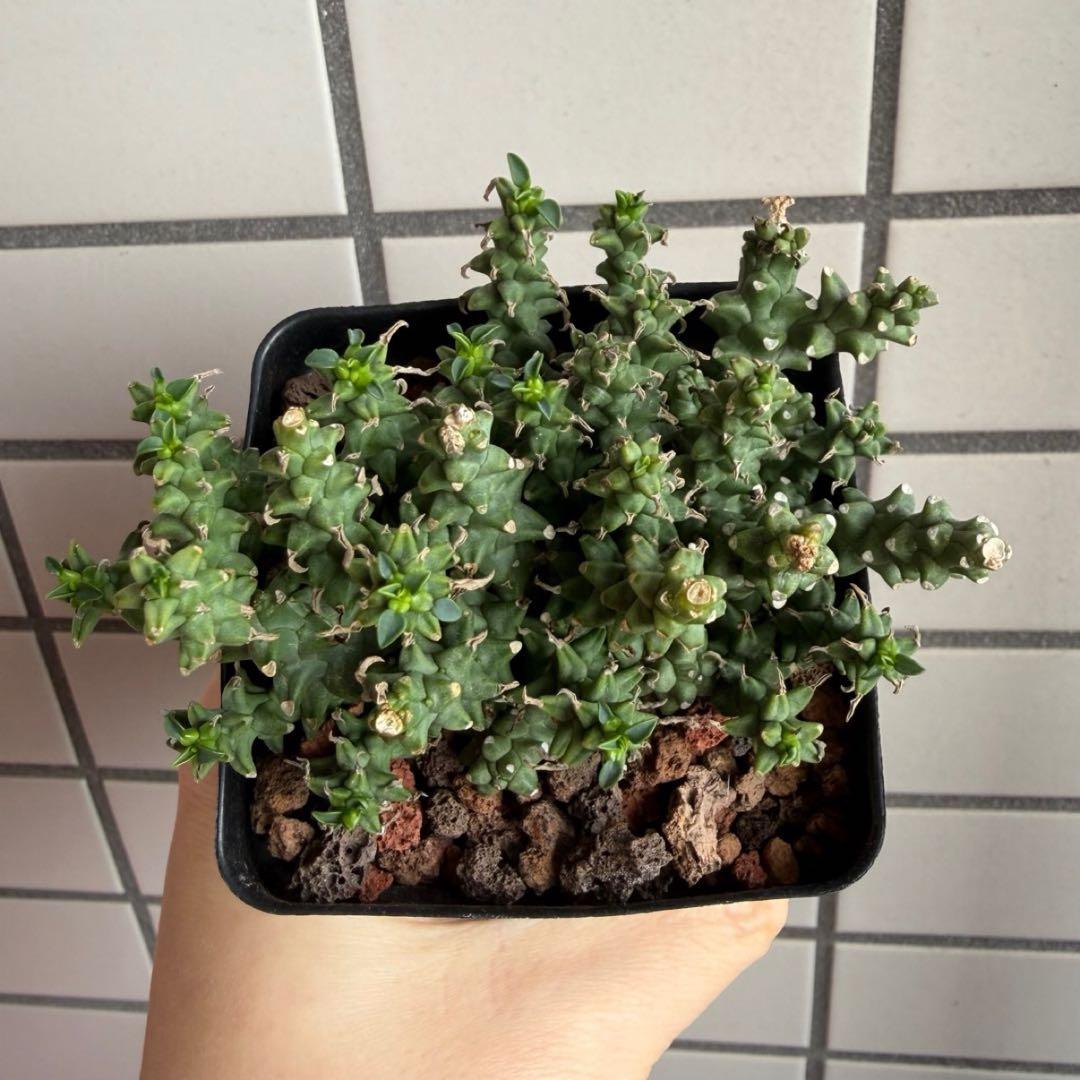 珍種タコモノ ユーフォルビア プラニセプス 実生6.5cm鉢