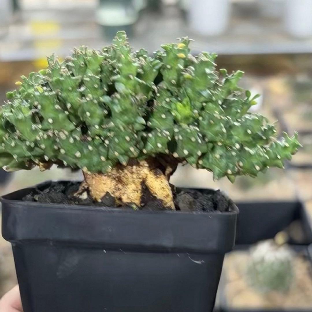 珍種タコモノ ユーフォルビア プラニセプス 実生6.5cm鉢