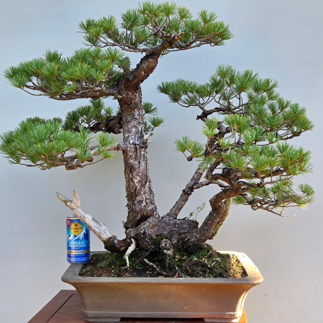 五葉松　山木　[三幹立ち]　大品盆栽