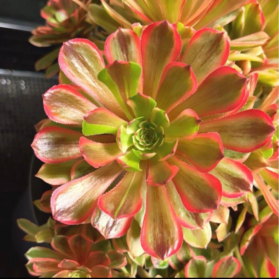 12#多肉植物アエオニウム錦❤️花顏ピンクディジー❤️22頭33cm 拔き苗