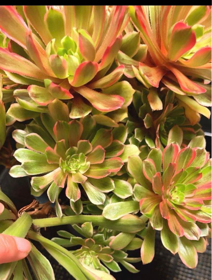 12#多肉植物アエオニウム錦❤️花顏ピンクディジー❤️22頭33cm 拔き苗