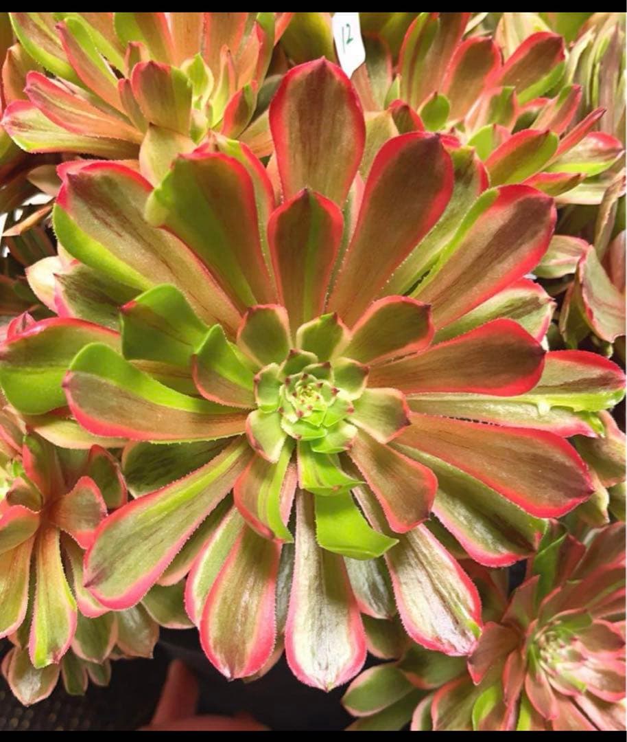 12#多肉植物アエオニウム錦❤️花顏ピンクディジー❤️22頭33cm 拔き苗