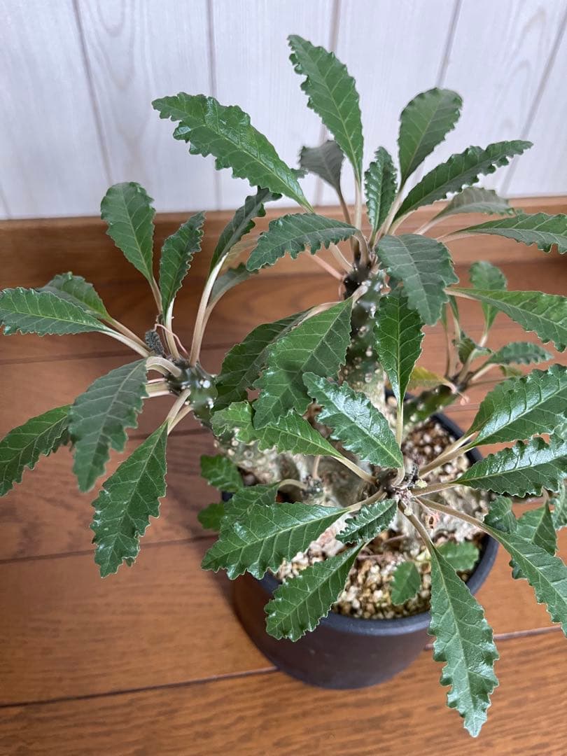 ドルステニア　ホルウッディ