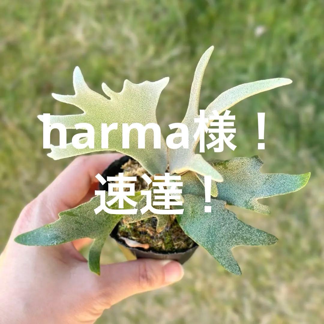 速達！！P. willinckii ’Jenny’ TC 2846