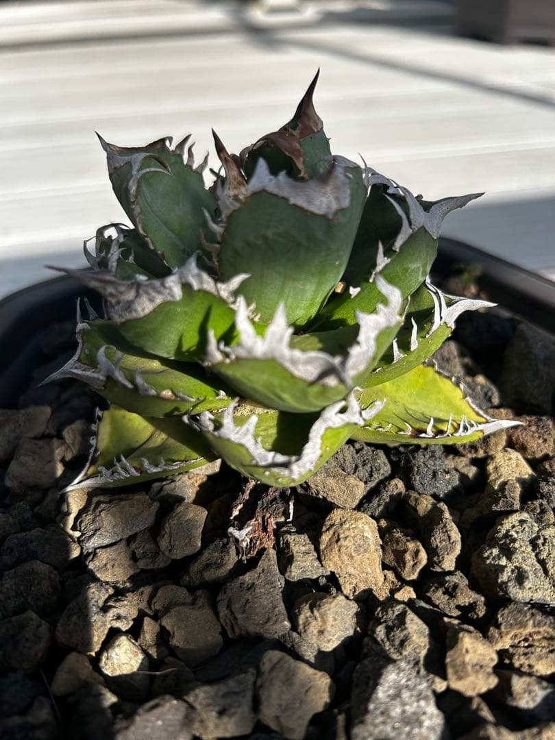 アガベ　チタノタ　クラウン　皇冠　 ever plants産