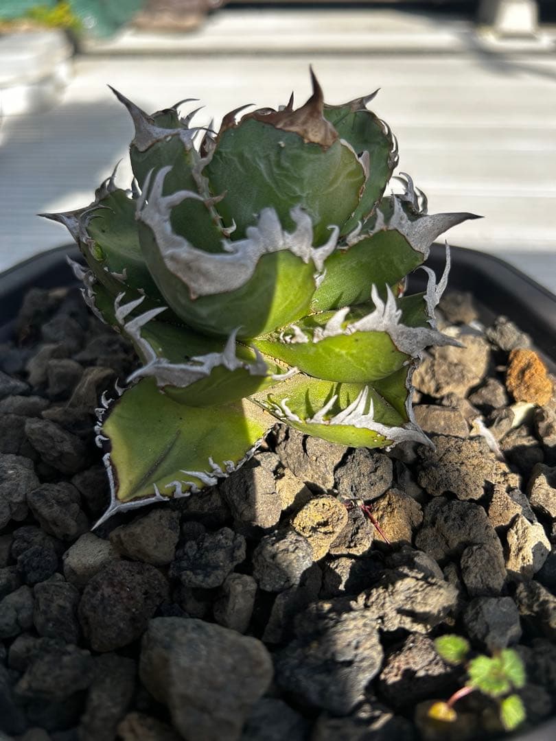 アガベ　チタノタ　クラウン　皇冠　 ever plants産