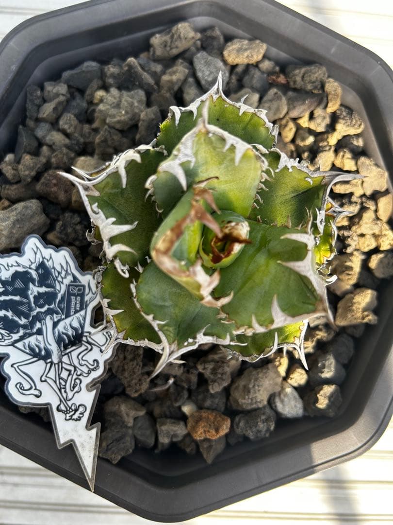 アガベ　チタノタ　クラウン　皇冠　 ever plants産