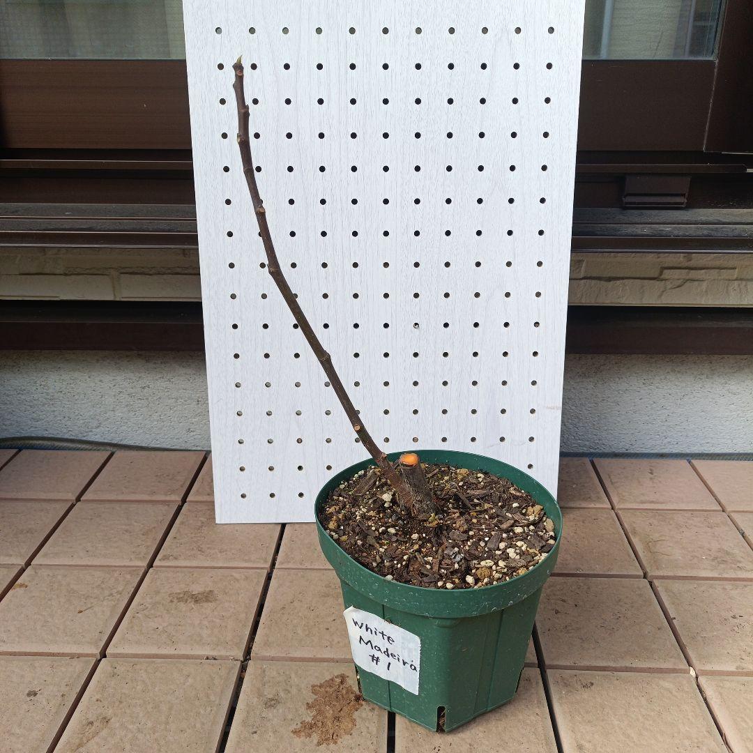 古賀作治★確認用★White　Madeira　＃1