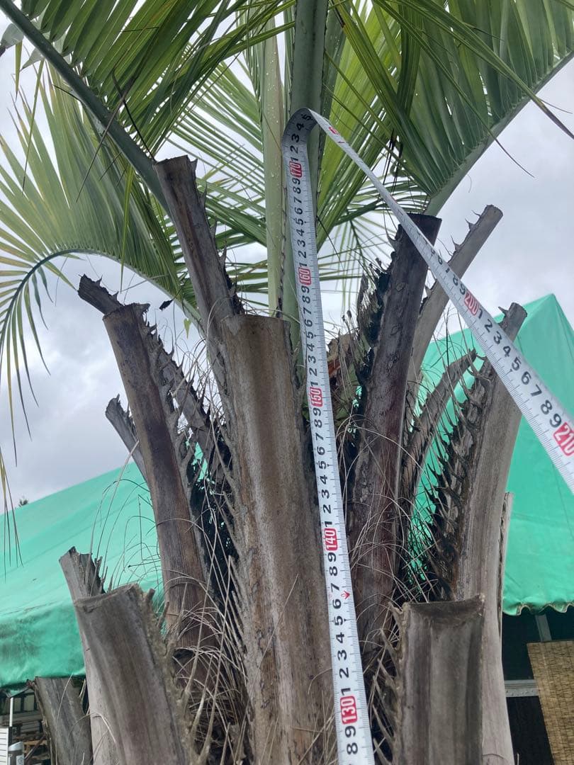 耐寒性ヤシ　ココスヤシ大株◇ショートリーフ南国ドライガーデン　アガベ ユッカ