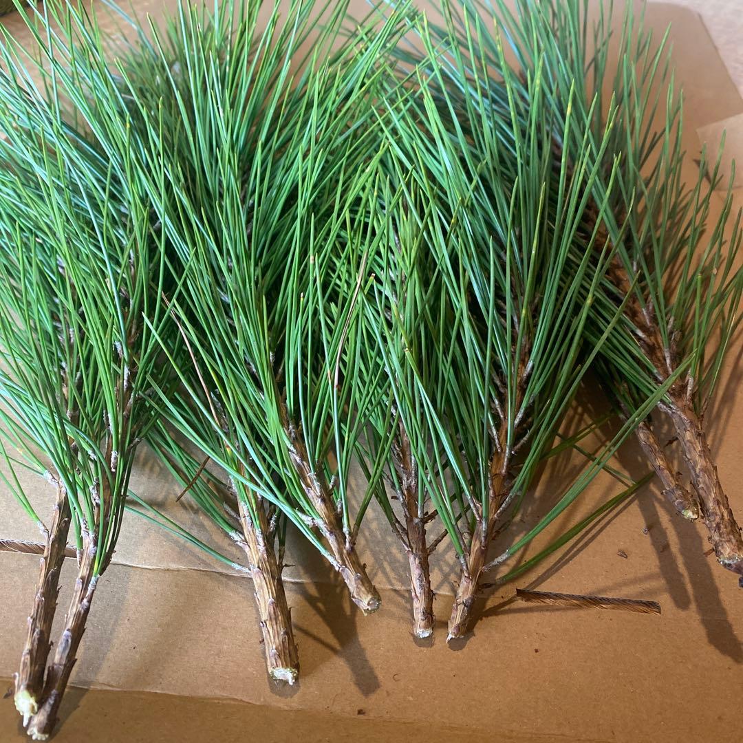 松　みかん箱3箱ぱんぱんに詰めます　40cm前後目安　しめ縄　正月飾り　門松