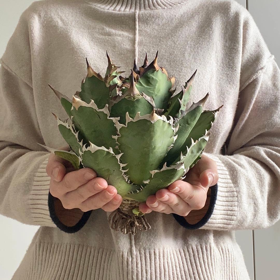 y*p様 F11214★オークション販売★イラン産 アガベ チタノタ レッドヴェ