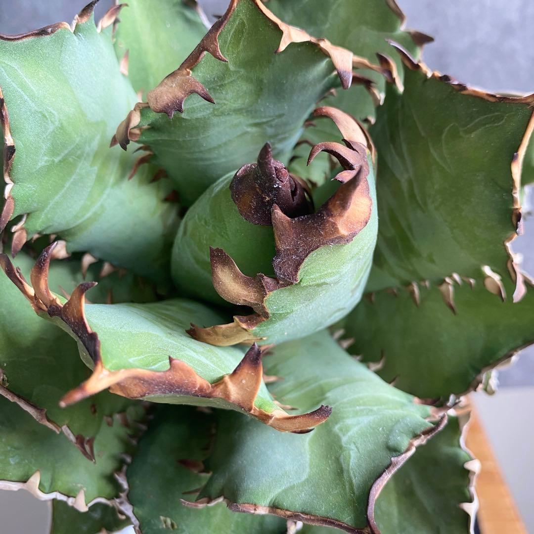 y*p様 F11214★オークション販売★イラン産 アガベ チタノタ レッドヴェ