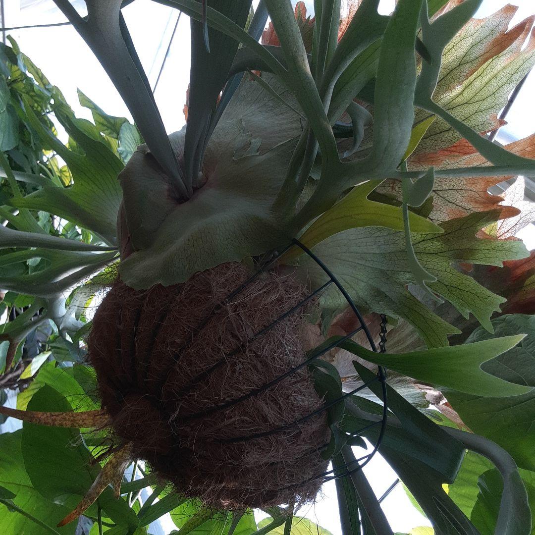 ウイリンキー　ビカクシダ