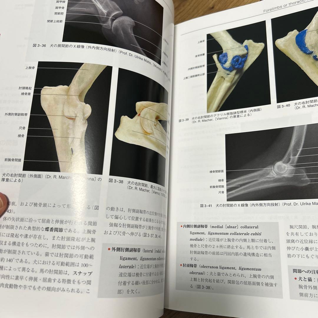 カラーアトラス獣医解剖学 上巻