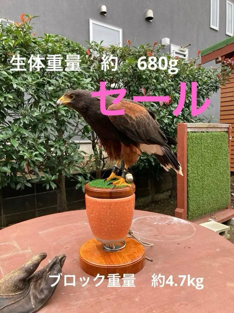 極　中型猛禽パーチ、ファルコンブロックＭサイズ　餌皿付き（屋内外用）テラコッタ