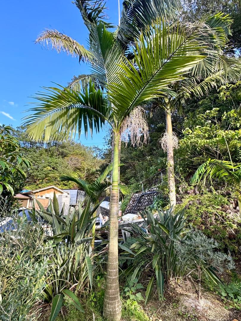 ヤシの木　約2.9M　キングパーム　ユスラヤシ