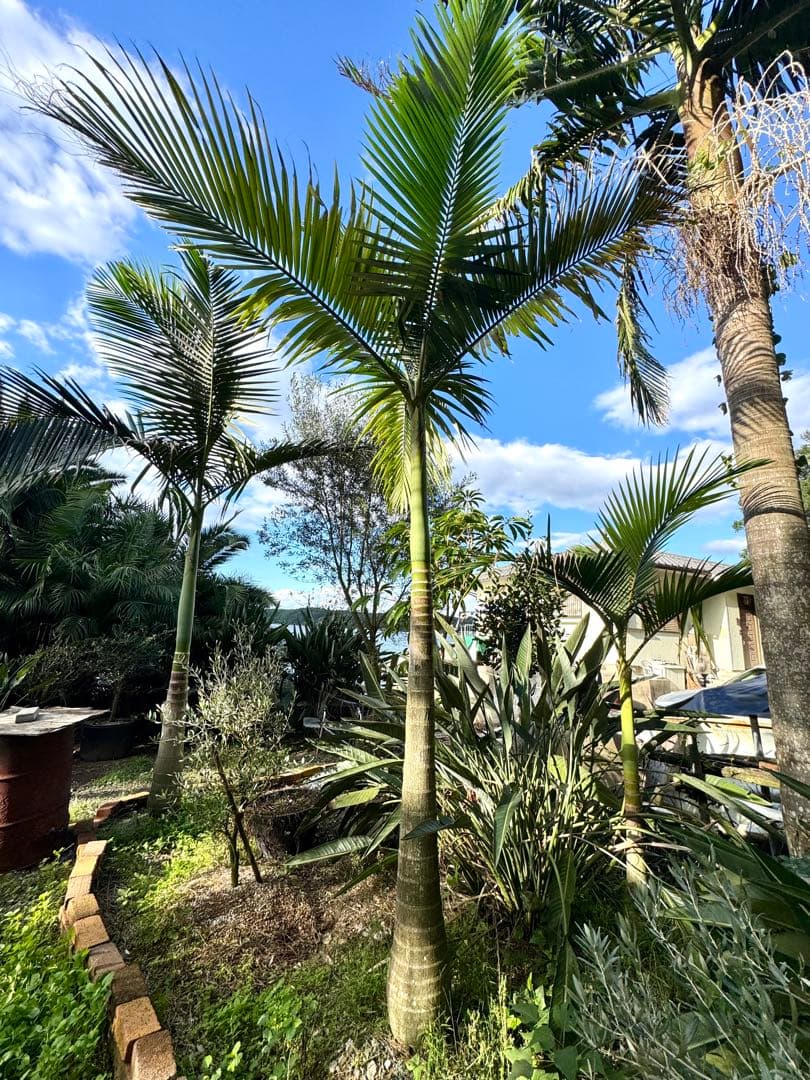ヤシの木　約2.9M　キングパーム　ユスラヤシ