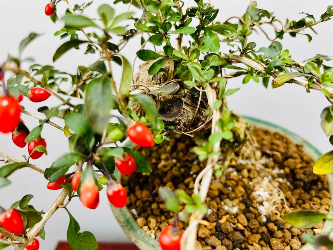 小品盆栽　枸杞　クコ