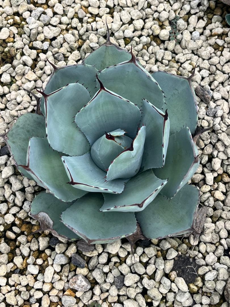 アガベ　パリー　トランカータ　ハンティントン（検　吉祥天　リップルエフェクト