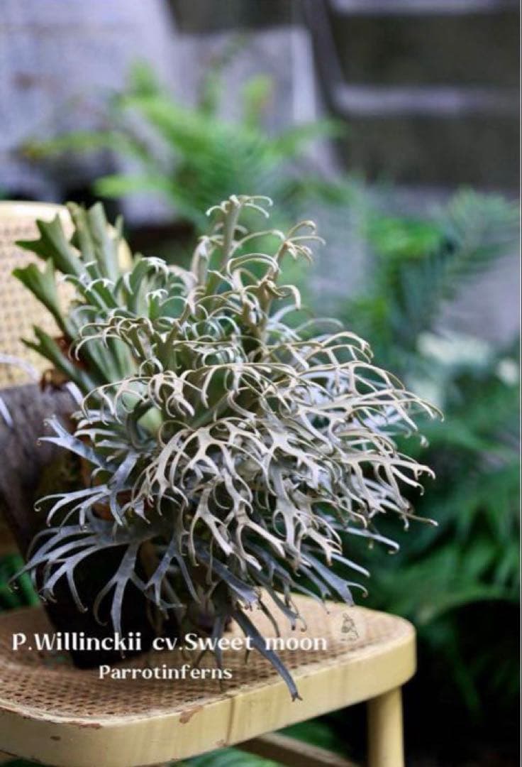 ビカクシダ P. Willincki cv.Sweet moon sporeling