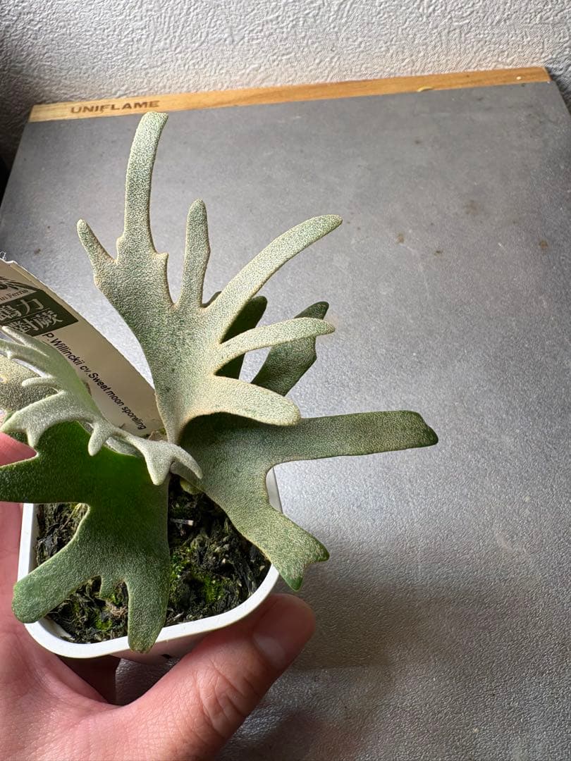 ビカクシダ P. Willincki cv.Sweet moon sporeling