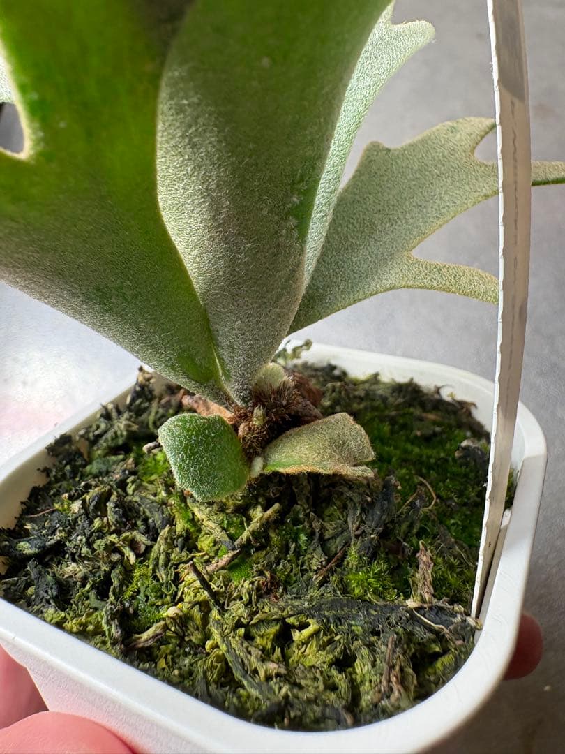 ビカクシダ P. Willincki cv.Sweet moon sporeling