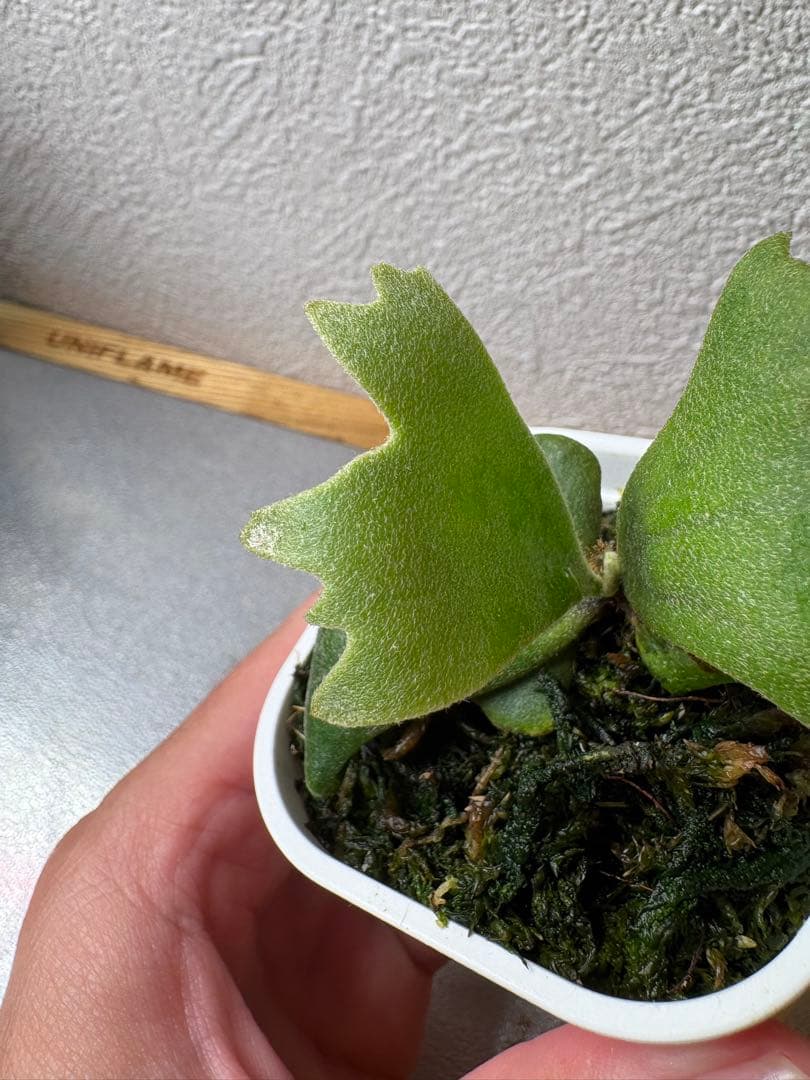 ビカクシダ P. Willincki cv.Sweet moon sporeling