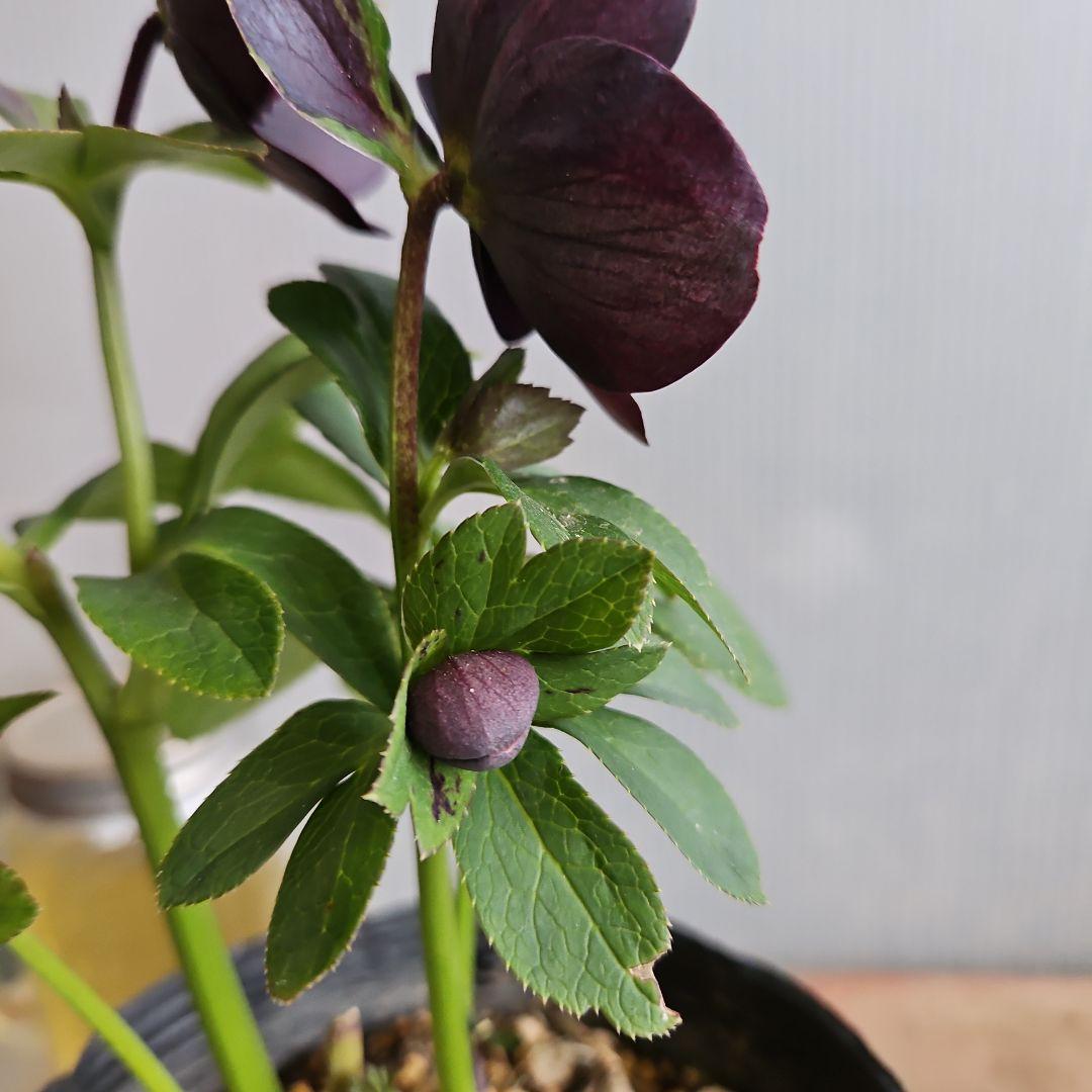 ㉖-500クリスマスローズ