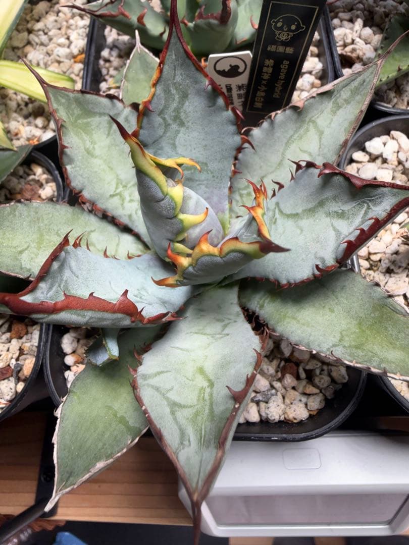 アガベ　紫雷神 × 小島白刺