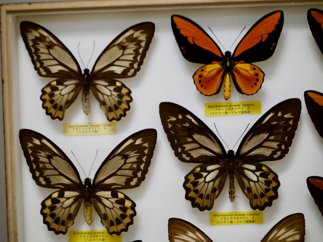 蝶標本  アカメガネトリバネアゲハ 産地別コレクション 研究用 大型ドイツ箱